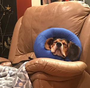 Meet your Posher, Lochlan